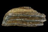 Southern Mammoth Molar Section - Hungary #123667-1